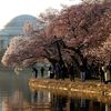Catch Cherry Blossom Fever In D.C.